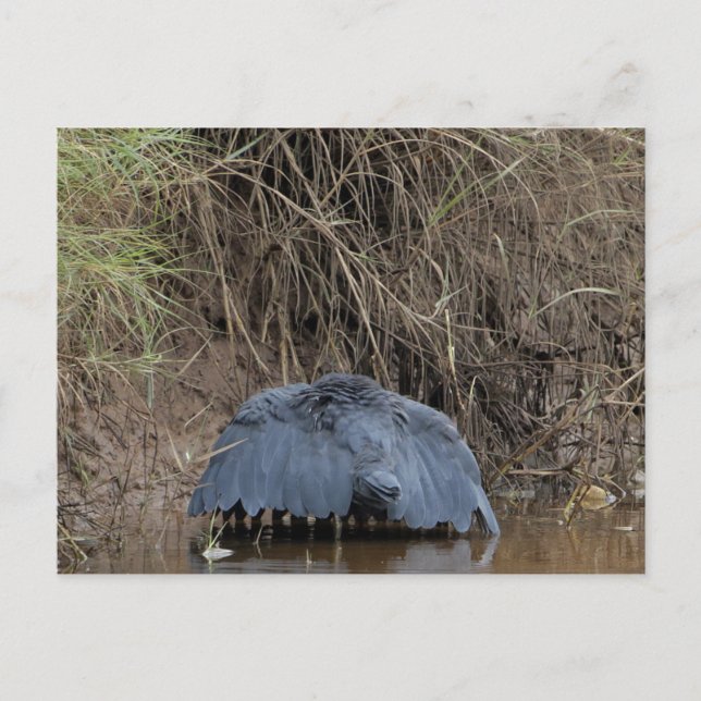 Matande av en svart Heron canopy Vykort (Framsida)