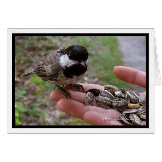 Matande av fåglar hälsningskort