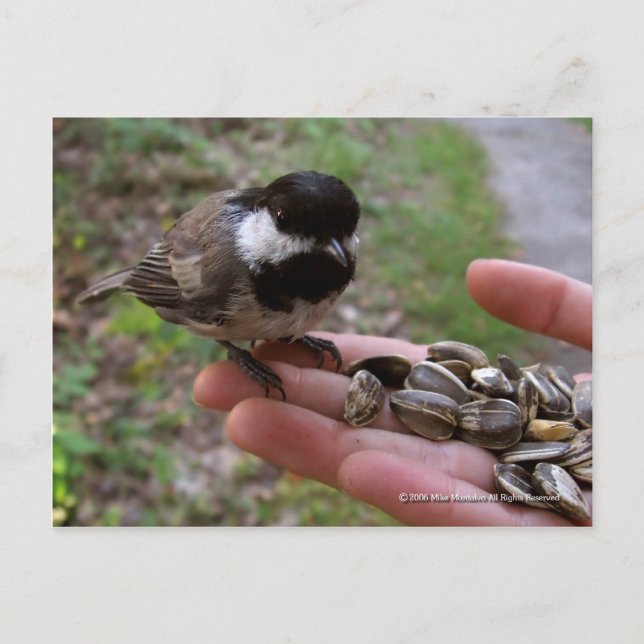 Matande av fåglar vykort (Framsida)