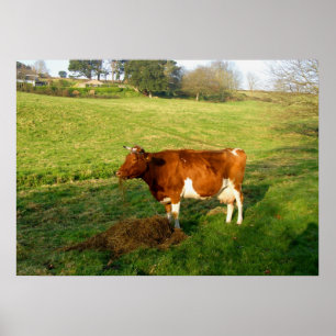Matande av tid för Guernsey-ko Poster