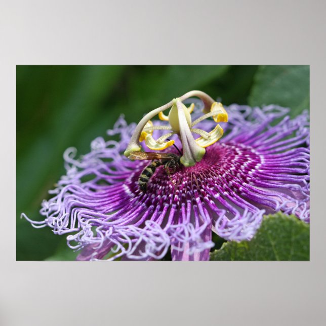 Matande hornet Poster (Framsidan)