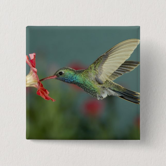 matande på Petunia, Madera Canyon, Arizona Knapp (Framsida)