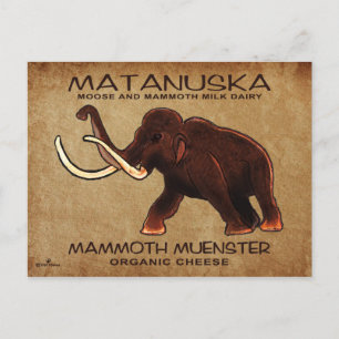 Matanuska Mammoth Muenster Cheese Vykort