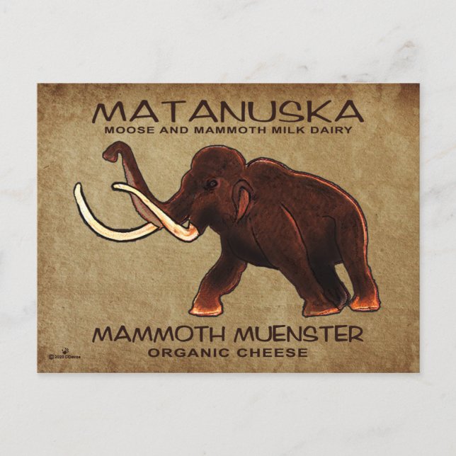 Matanuska Mammoth Muenster Cheese Vykort (Framsida)