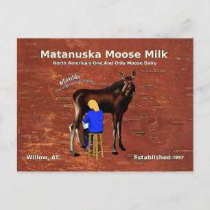 Matanuska Moose Mjölk Vykort
