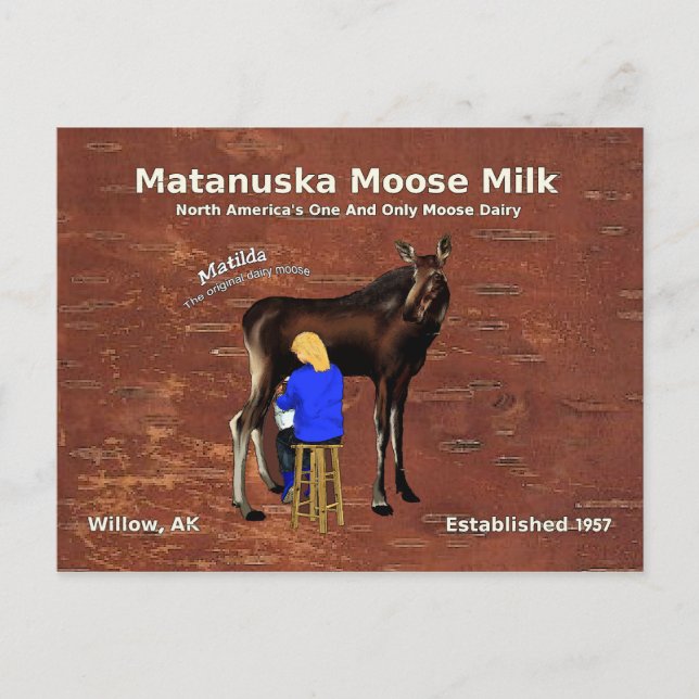 Matanuska Moose Mjölk Vykort (Framsida)