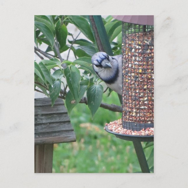 Matar Blue Jay Vykort (Framsida)