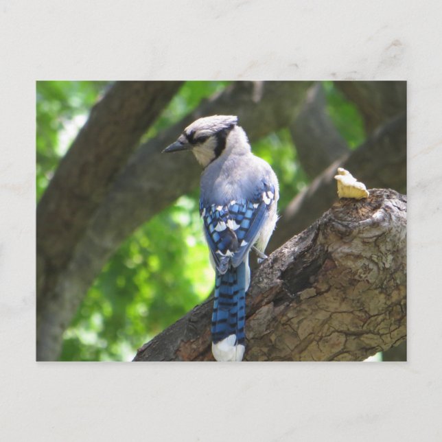 Matar Blue Jay Vykort (Framsida)