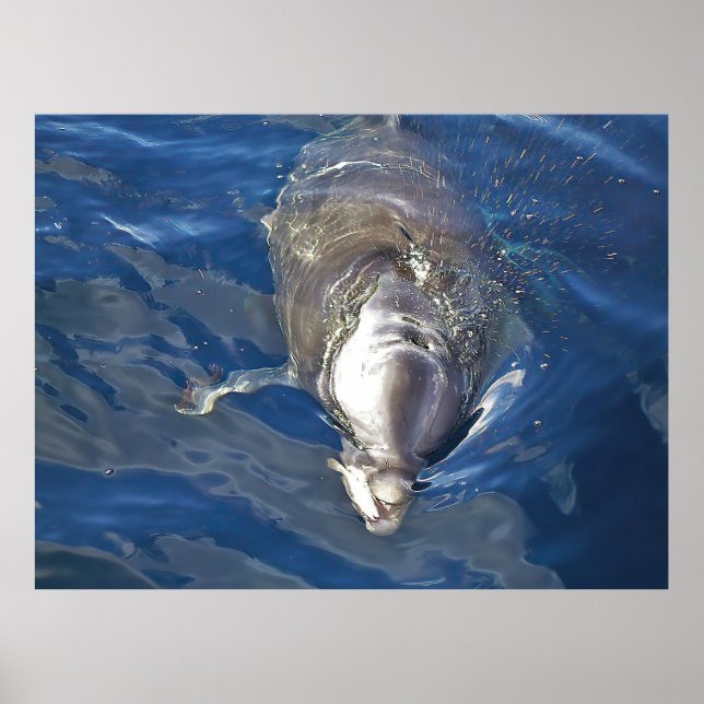 Matar delfiner poster (Framsidan)