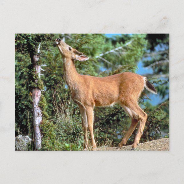 Matar Hjort Vykort (Framsida)