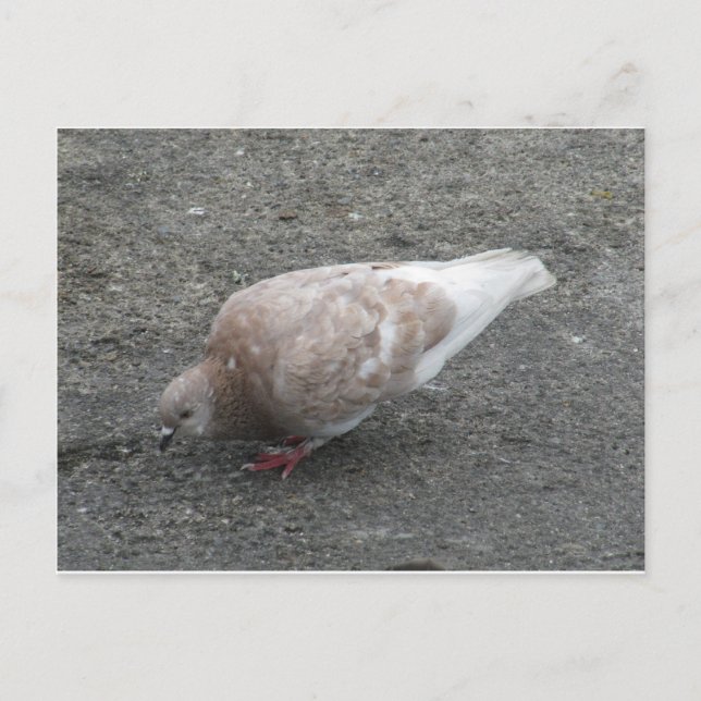 Matar Pigeon Vykort (Framsida)