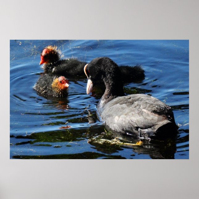 Matar Spädbarn Poster (Framsidan)