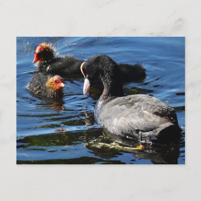 Matar Spädbarn Vykort (Framsida)