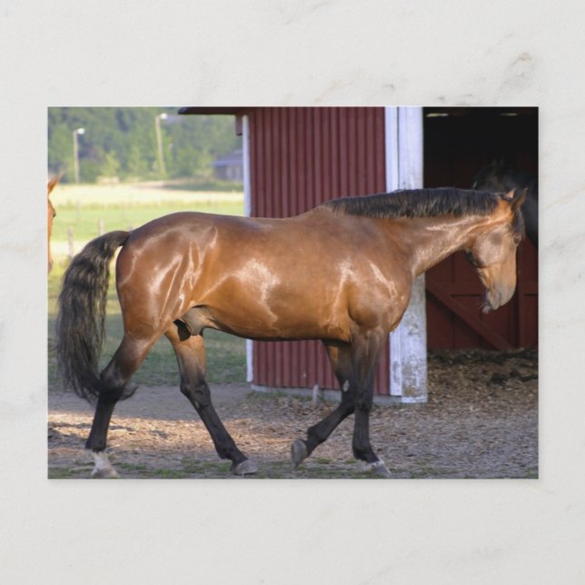 Matar tid vykort (Framsida)