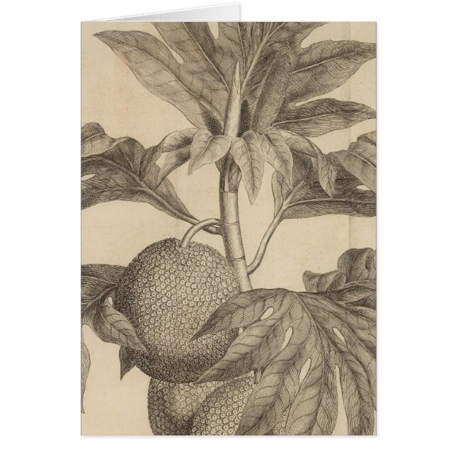 Matavia Bay, Tahiti Hälsningskort (Framsidan)