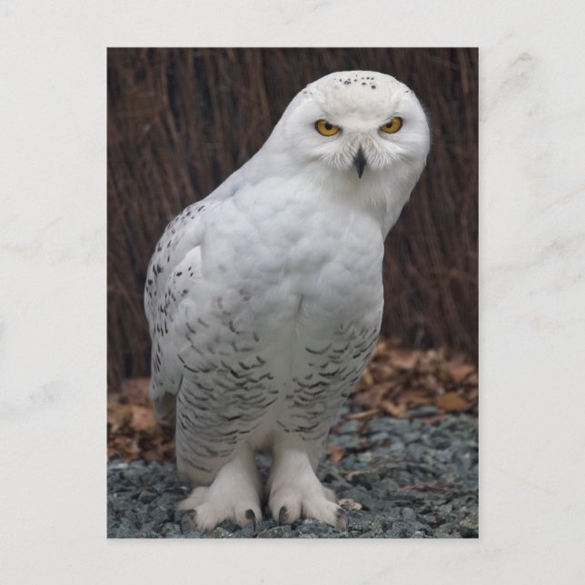 Matchande vykort för Tofflor (Framsida)