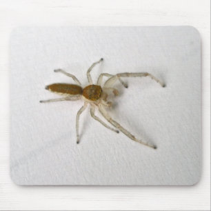 Matchningsobjekt för Brown Male Jumping Spider Ser Musmatta