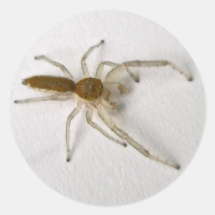 Matchningsobjekt för Brown Male Jumping Spider Ser Runt Klistermärke