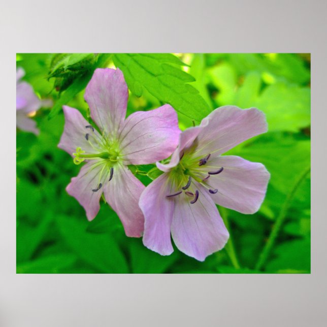 Matchningsobjekt för vild Geranium-serien Poster (Framsidan)