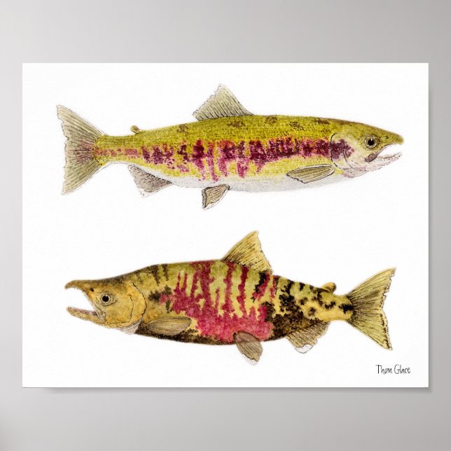 Mated Pair of Chum Salmon Poster (Framsidan)