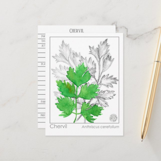 Materia Medica Chervil Herbal Study Card Vykort (Fram/Back In Situ)