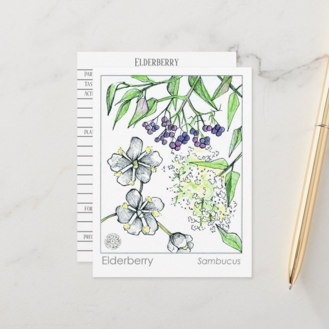 Materia Medica Elderberry Herbal Study Card Vykort (Fram/Back In Situ)