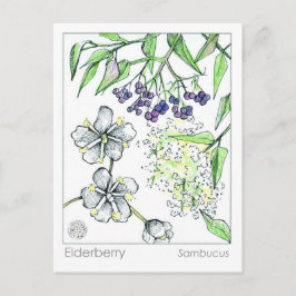 Materia Medica Elderberry Herbal Study Card Vykort