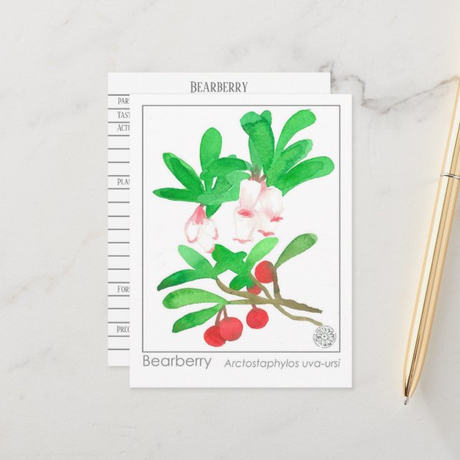 Materia Medica Herbal Study Card Bearberry Vykort (Fram/Back In Situ)