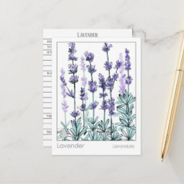 Materia Medica Lavender Flowers Herbal Studcard Vykort