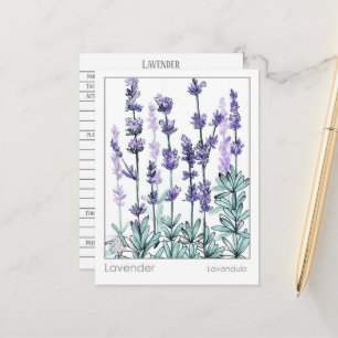 Materia Medica Lavender Flowers Herbal Studcard Vykort