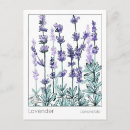 Materia Medica Lavender Flowers Herbal Studcard Vykort