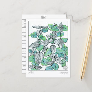 Materia Medica Mint Tea Plant Herbal Studcard Vykort