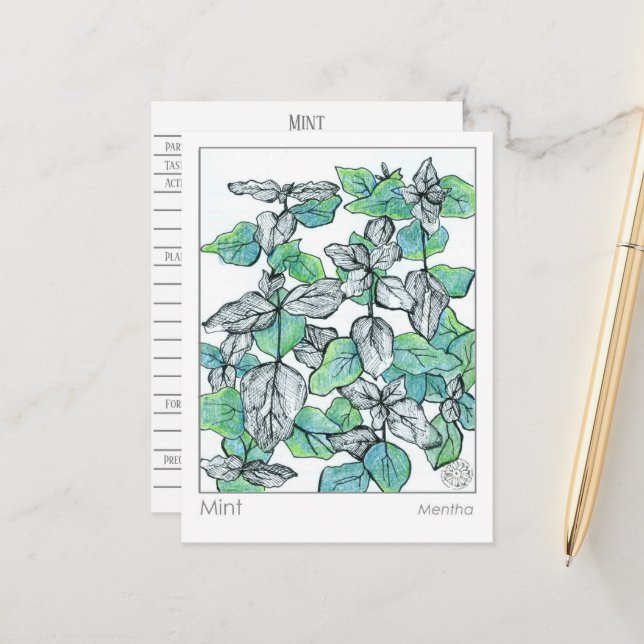 Materia Medica Mint Tea Plant Herbal Studcard Vykort (Fram/Back In Situ)