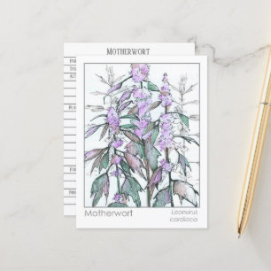 Materia Medica Motherwort Herbal Study Card Vykort