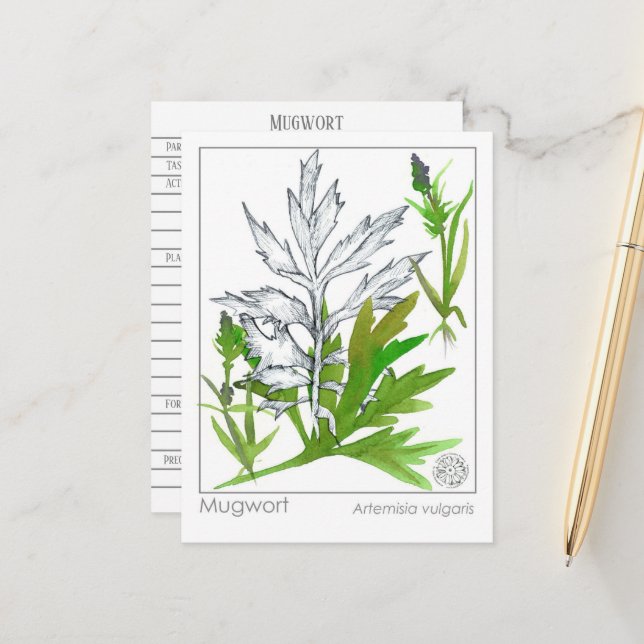 Materia Medica Mugwort Medicinal Herb studiekort Vykort (Fram/Back In Situ)
