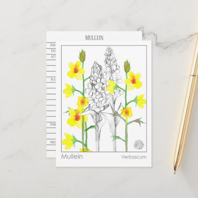 Materia Medica Mullein Medicinal Herb Study Card Vykort (Fram/Back In Situ)