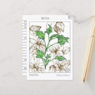 Materia Medica Nettle Medicinal Plant Herb Study Vykort