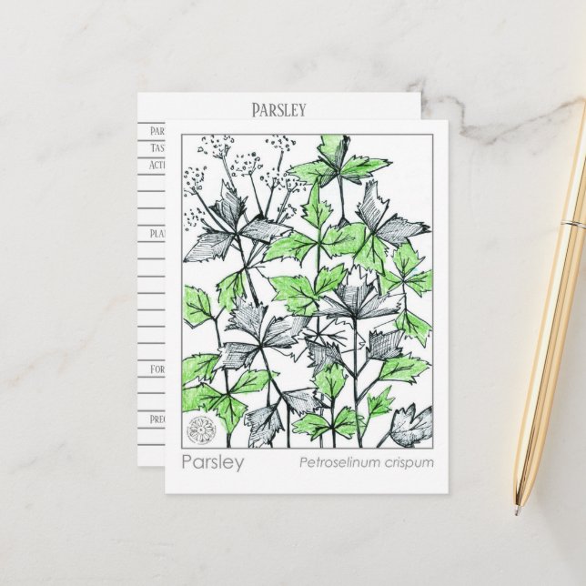 Materia Medica Parsley Spice Herbal Study Card Vykort (Fram/Back In Situ)