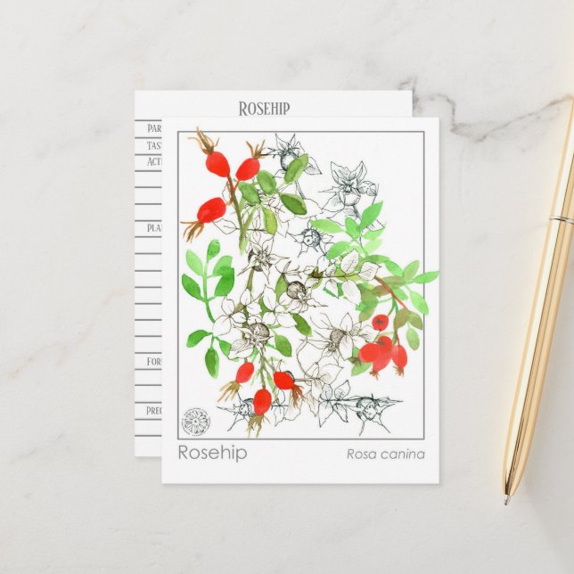 Materia Medica Rosehip Plant Herbal Studcard Vykort (Fram/Back In Situ)