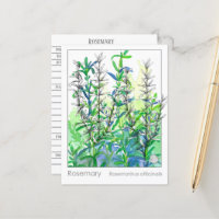 Materia Medica Rosemary Plant Herbal Studcard