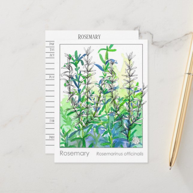 Materia Medica Rosemary Plant Herbal Studcard Vykort (Fram/Back In Situ)