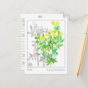 Materia Medica Rue Plant Herbal Studcard Vykort