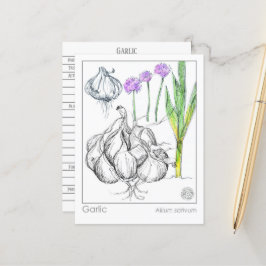 Materia Medica Vitlic Plant Herbal Studcard Vykort