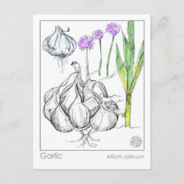 Materia Medica Vitlic Plant Herbal Studcard Vykort