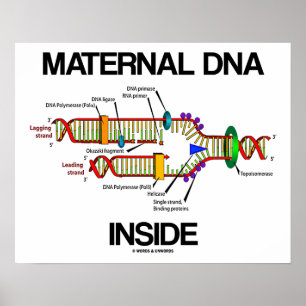 Maternal DNA Inside Genes Humor DNA Replication Poster