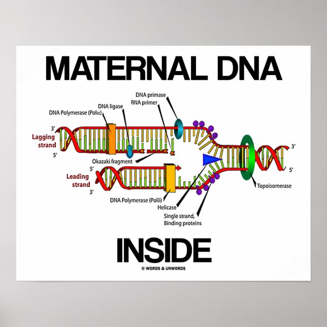 Maternal DNA Inside Genes Humor DNA Replication Poster (Framsidan)