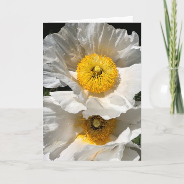 Matilija Poppy Note Card<Blank Inside> Inbjudan (Framsida)