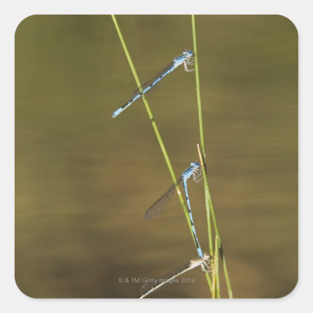 Mating Damselflies Fyrkantigt Klistermärke (Framsida)