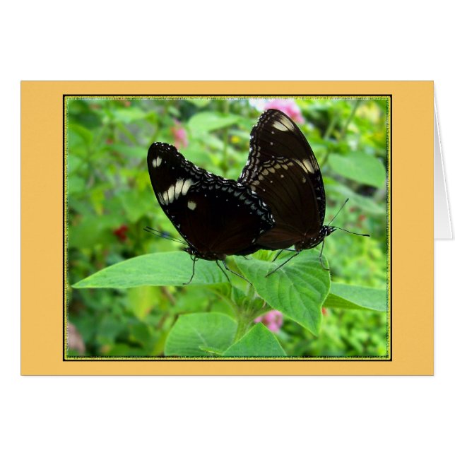 Mating Dance Hälsningskort (Framsidan Horizontal)