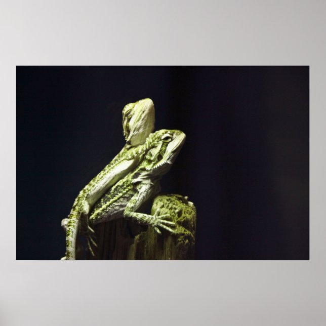 Mating Lizards Poster (Framsidan)